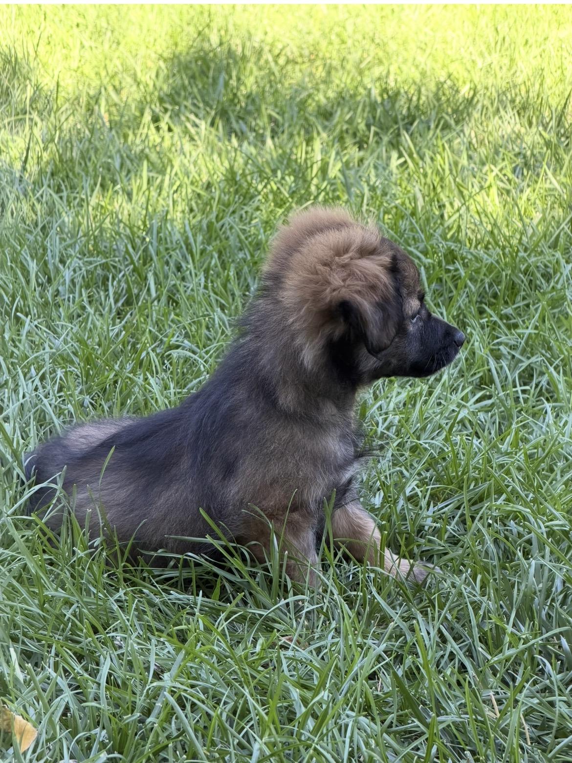 Enlarge KODIAK THE HANDSOME, a Adoptable mixed breed in woodland, CA image 2/6