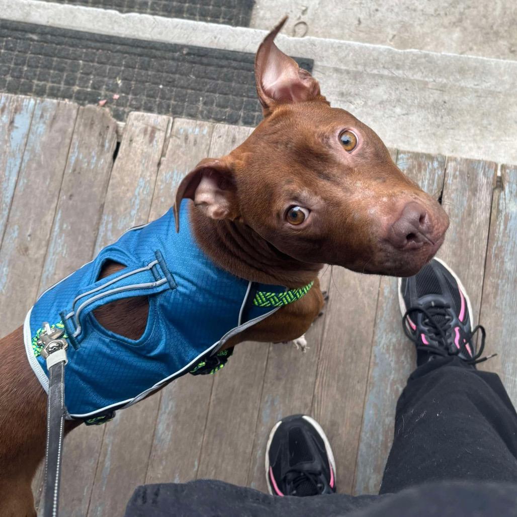 Enlarge Paxton, a Adoptable Pit Bull Terrier in Spring Hill, KS image 1/6