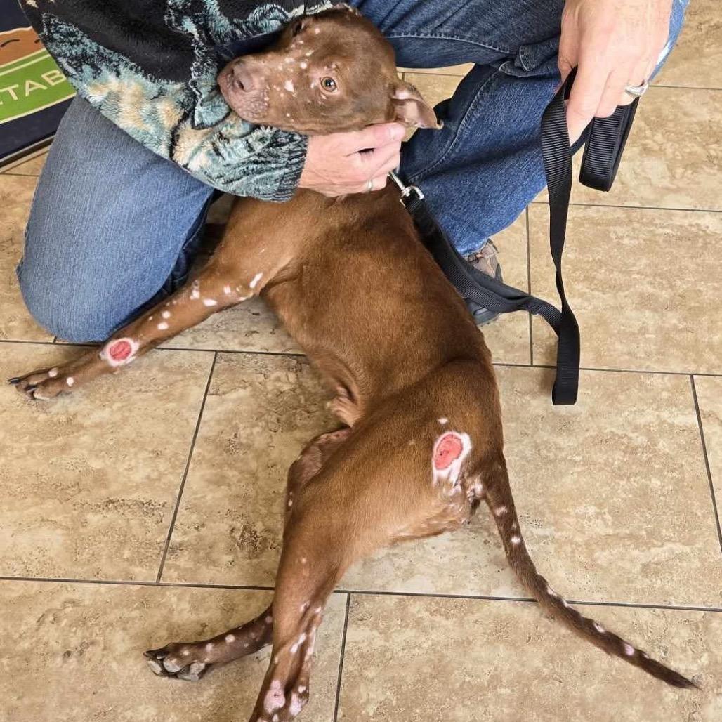 Enlarge Paxton, a Adoptable Pit Bull Terrier in Spring Hill, KS image 2/6