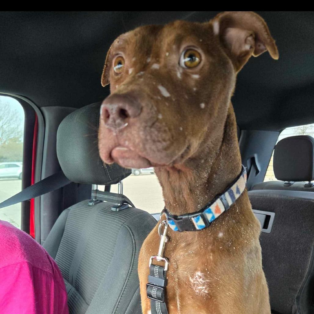 Enlarge Paxton, a Adoptable Pit Bull Terrier in Spring Hill, KS image 4/6