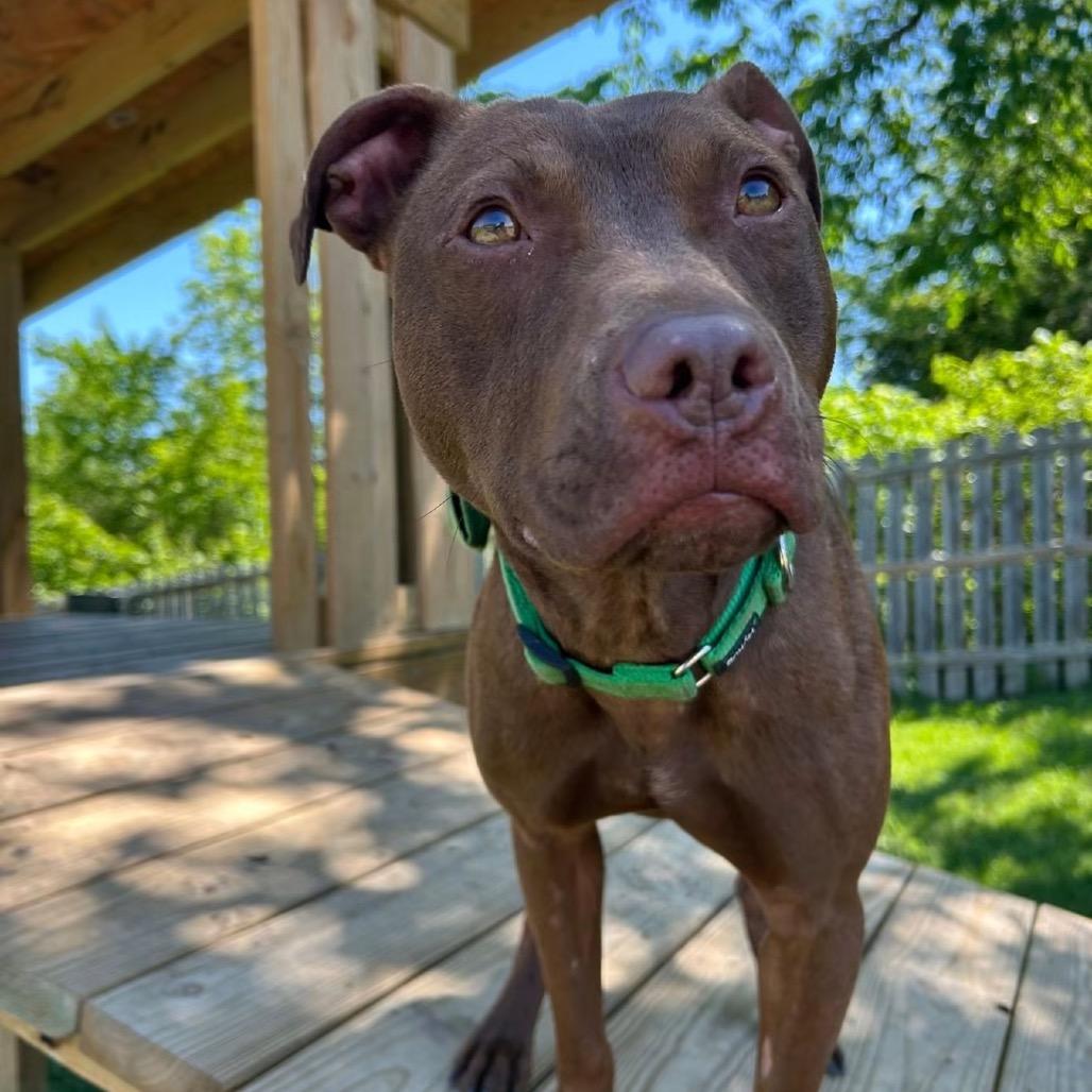 Enlarge Paxton, a Adoptable Pit Bull Terrier in Spring Hill, KS image 6/6