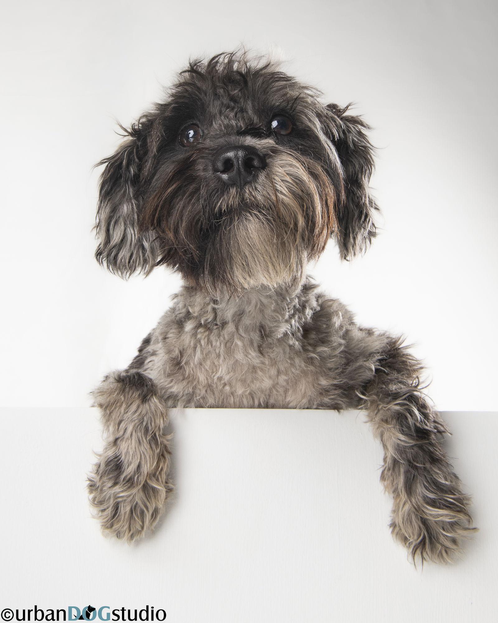 Pretzel - M, Adoptable, Young Male Schnauzer.