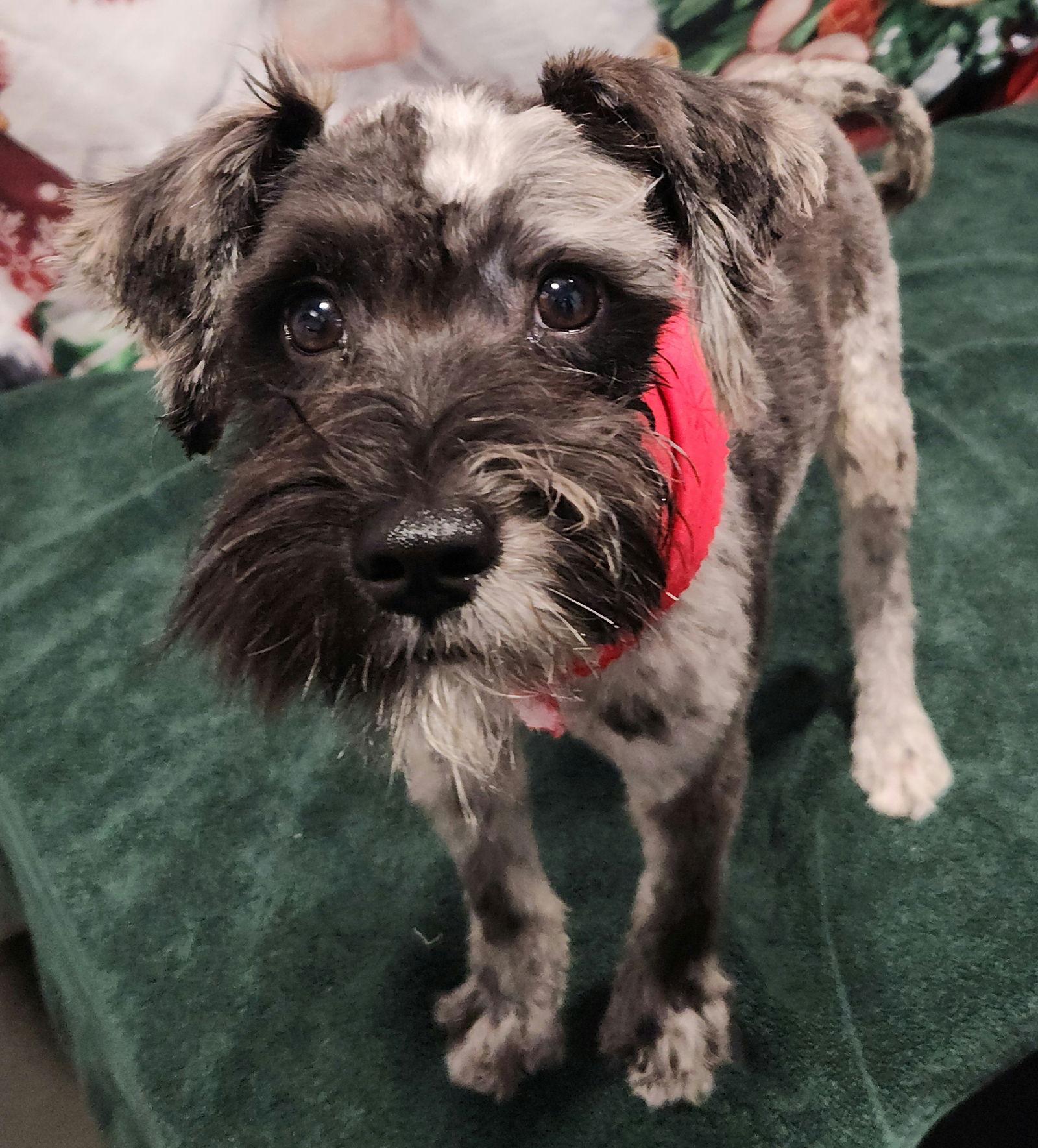 Enlarge Pretzel - M, a Adoptable Schnauzer in Tampa, FL image 1/1