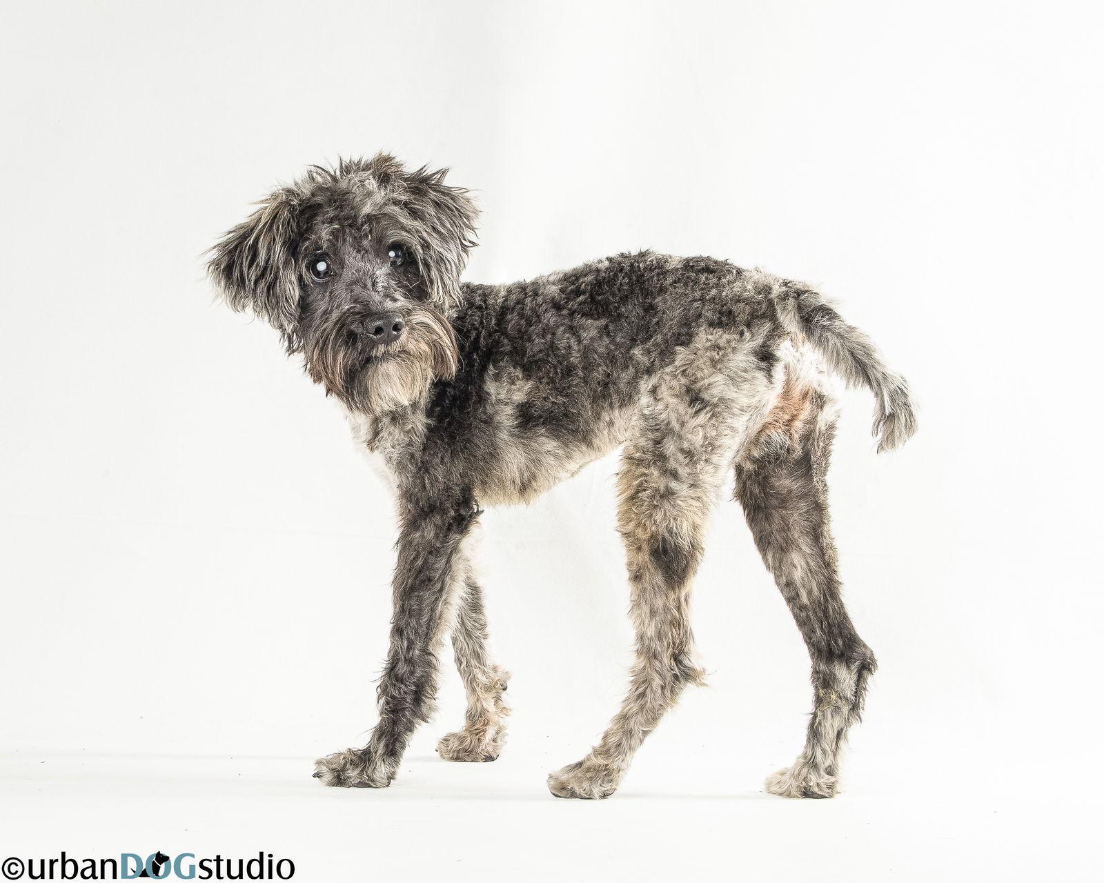 Enlarge Pretzel - M, a Adoptable Schnauzer in Tampa, FL image 3/3