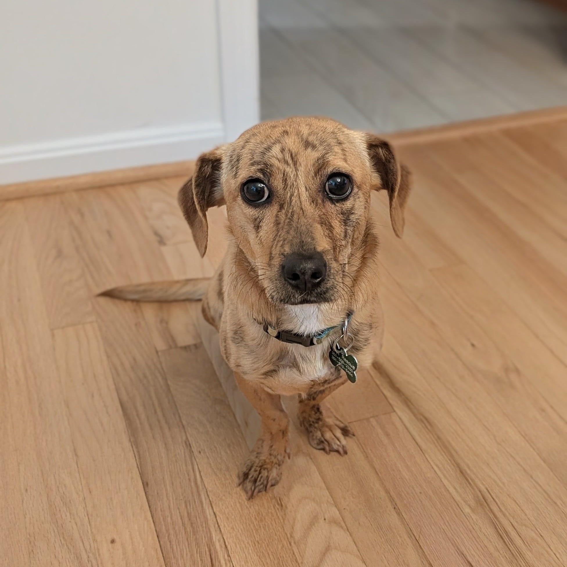 Enlarge Libby, a ADOPTABLE mixed breed in Potomac, MD image 3/4