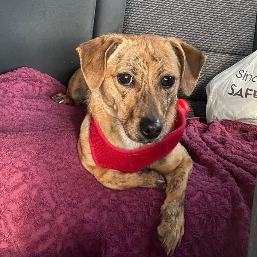 Libby, ADOPTABLE, Young Female Dachshund.