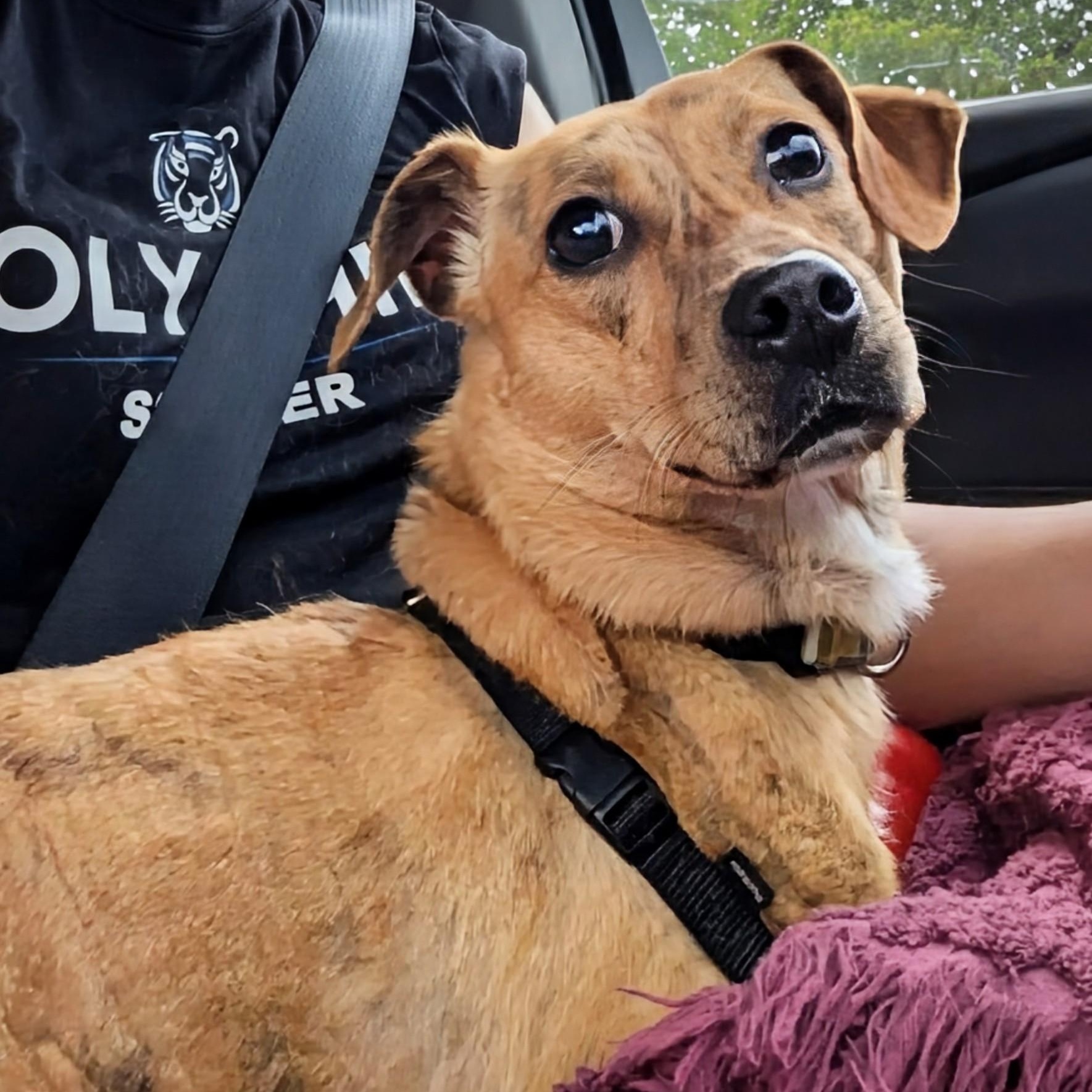 Enlarge Libby, a ADOPTABLE mixed breed in Potomac, MD image 4/4