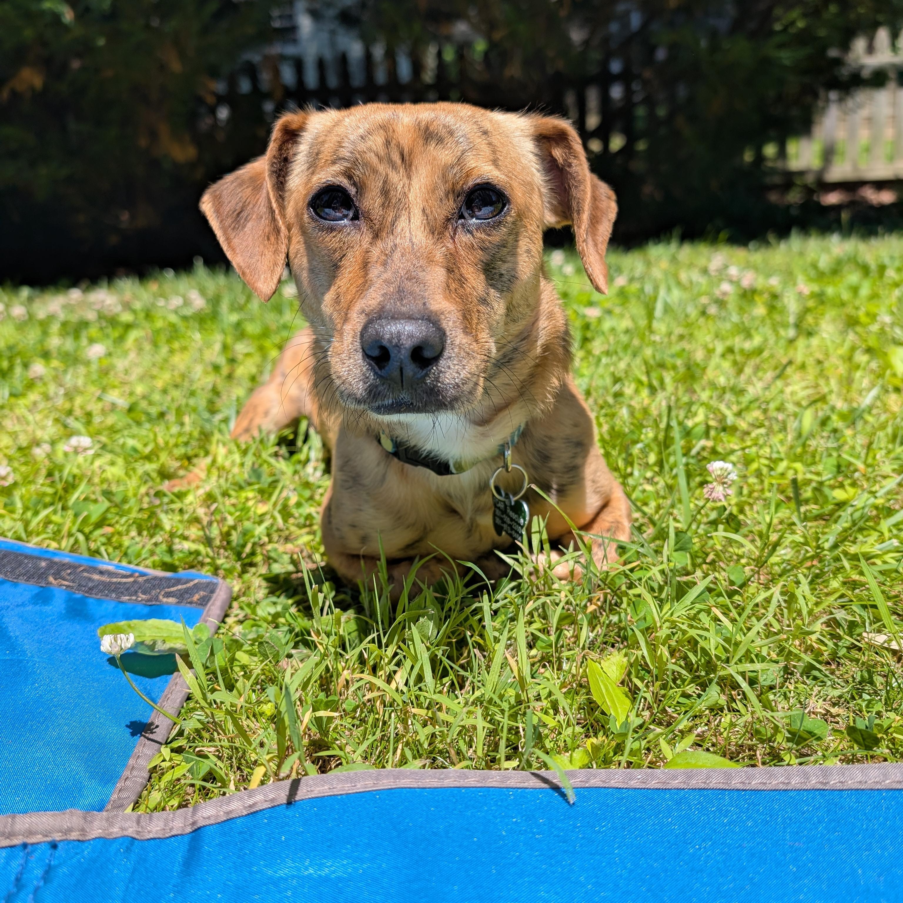 Enlarge Libby, a ADOPTABLE mixed breed in Potomac, MD image 2/4