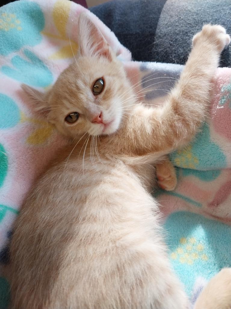 Sanford * IN FOSTER *, Adoptable, Kitten Male Domestic Short Hair.