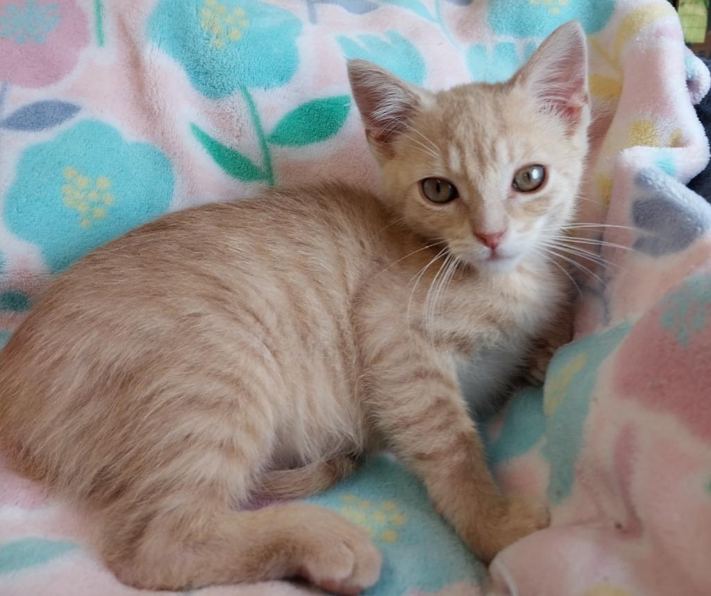 Enlarge Sanford * IN FOSTER *, a Adoptable mixed breed in South Bend, IN image 3/3