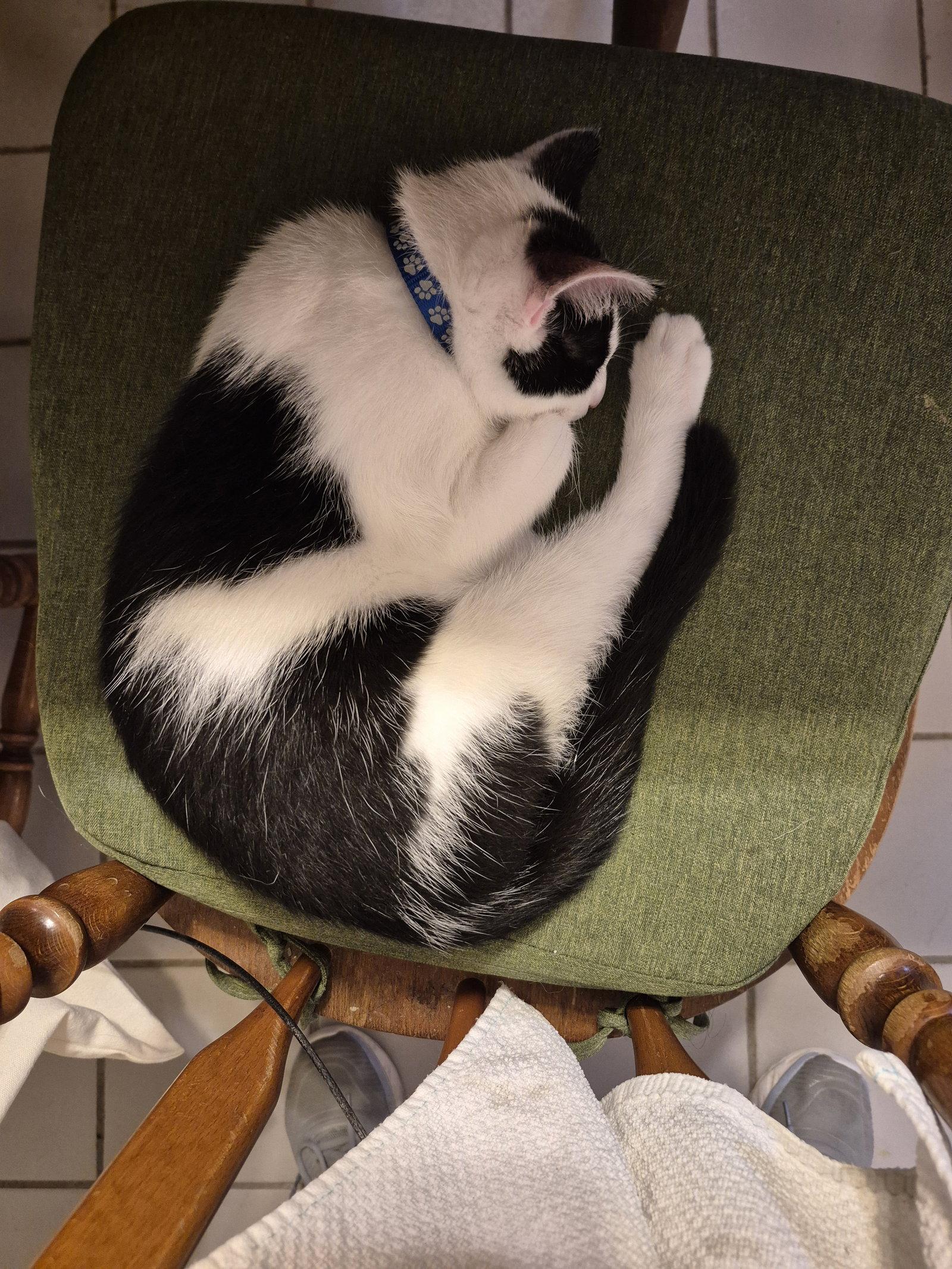 Enlarge Galloway, a Adoptable Domestic Short Hair in Ocean Pines, MD image 1/1