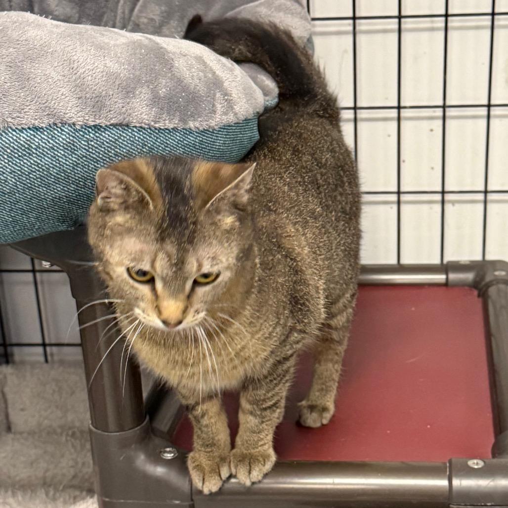 Twila, Adoptable, Young Female Domestic Short Hair.