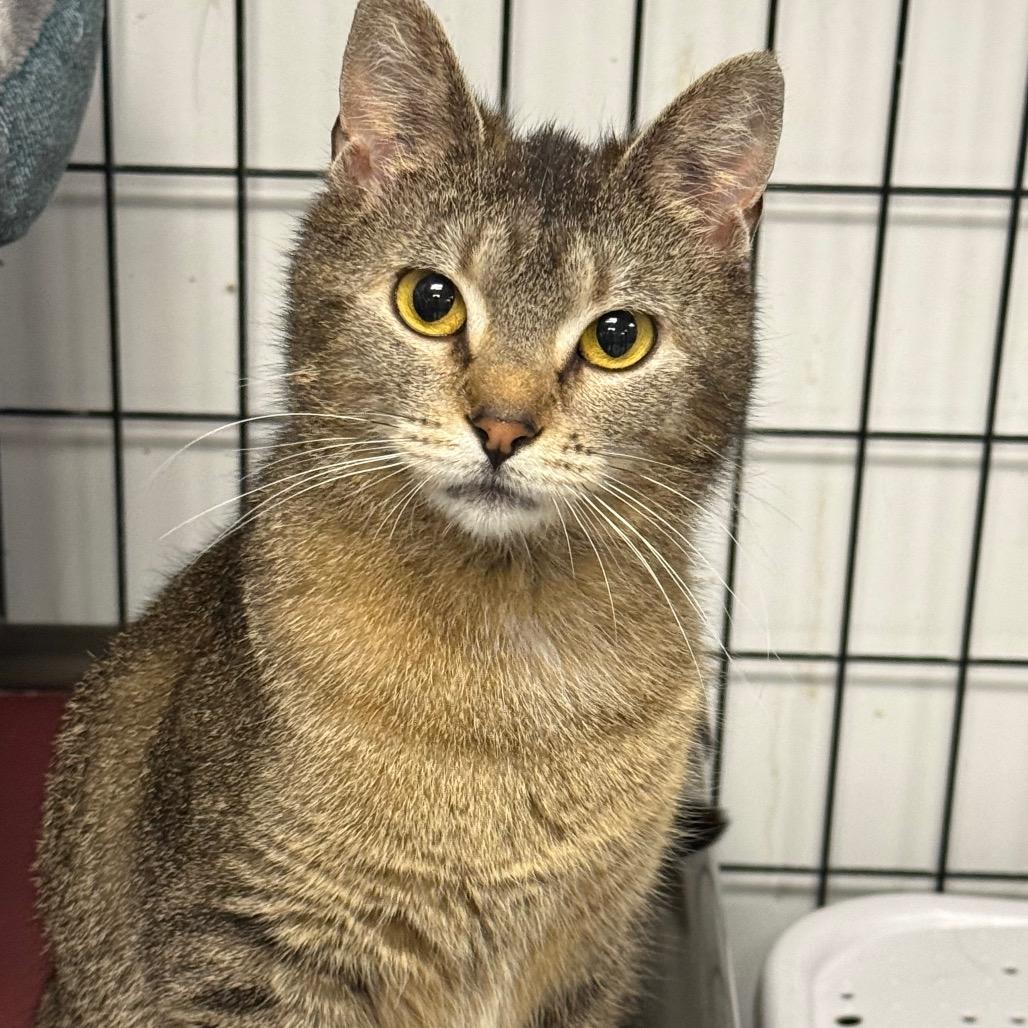 Twila, a Adoptable Domestic Short Hair in Carroll, IA image 2/5