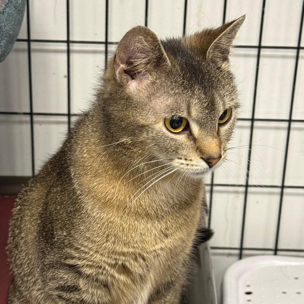 Twila, a Adoptable Domestic Short Hair in Carroll, IA image 3/5