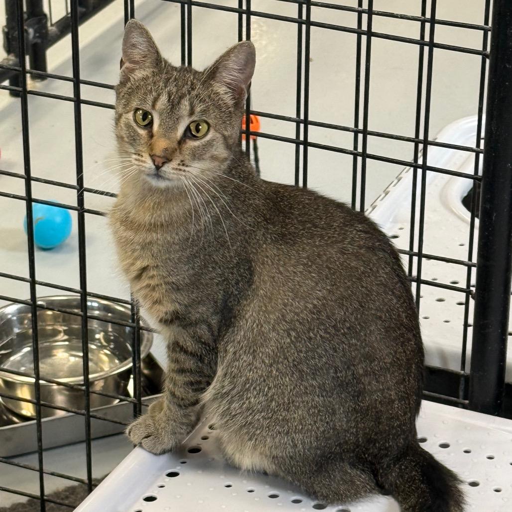 Twila, a Adoptable Domestic Short Hair in Carroll, IA image 4/6