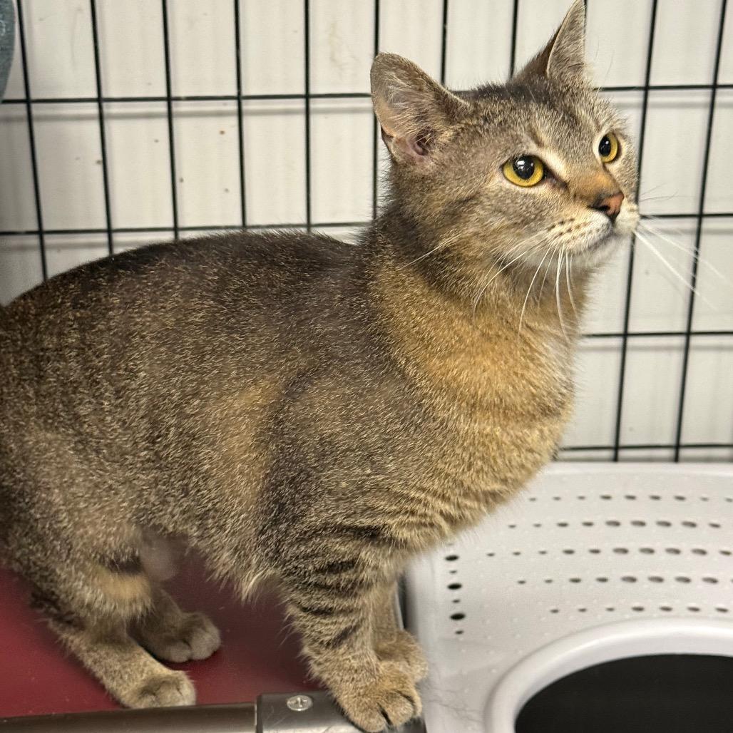 Twila, a Adoptable Domestic Short Hair in Carroll, IA image 4/5