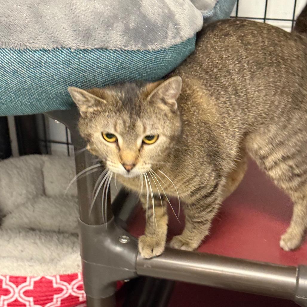 Twila, a Adoptable Domestic Short Hair in Carroll, IA image 5/5