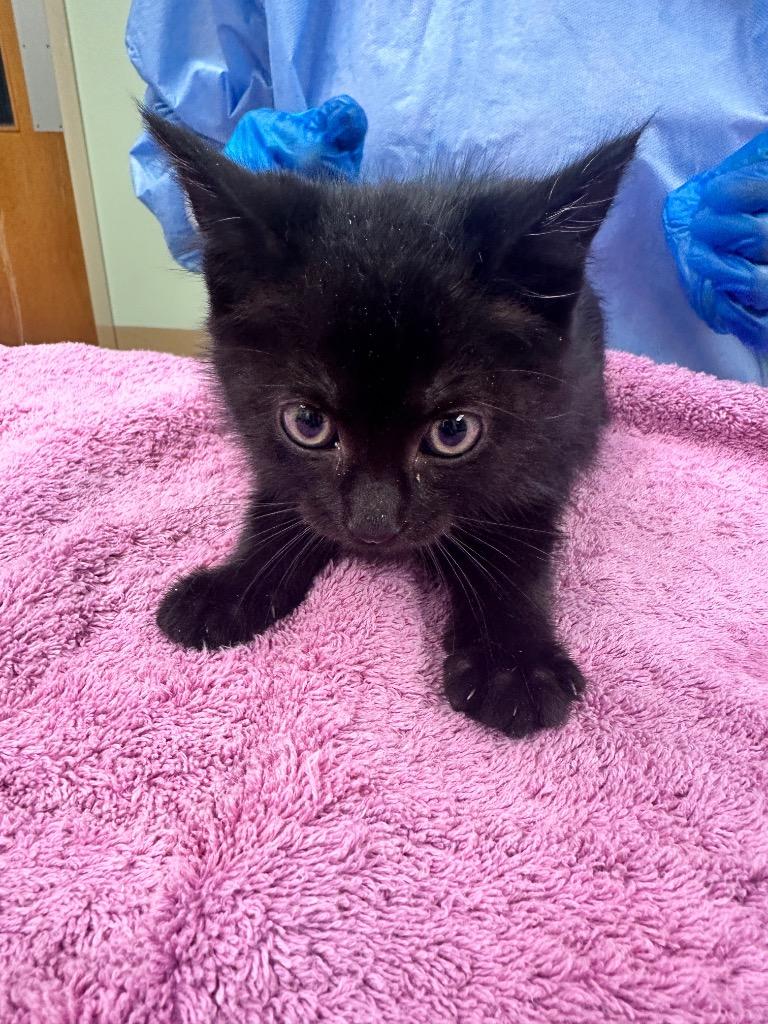 Demodog, Adoptable, Kitten Male Domestic Short Hair.