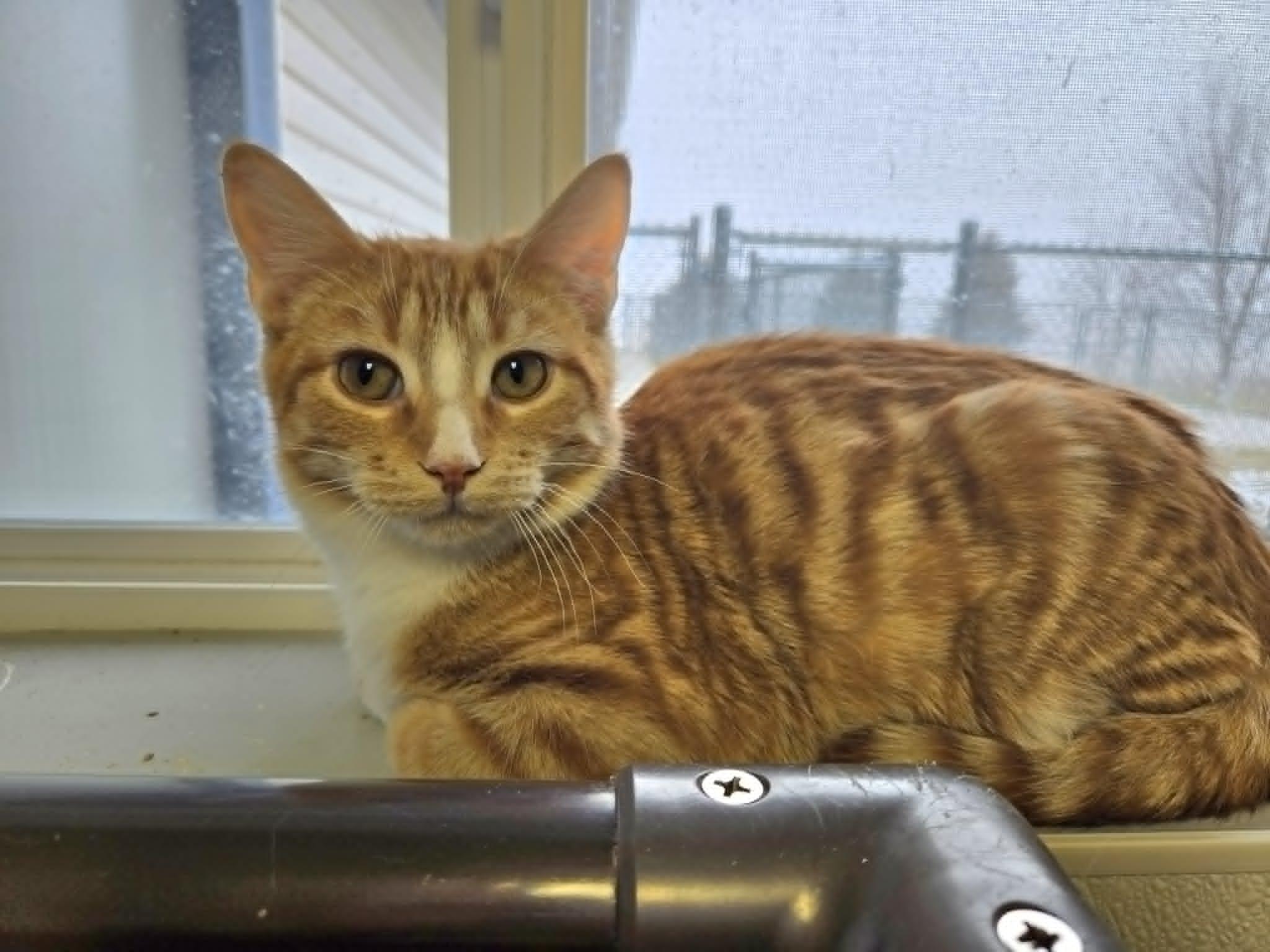 Lentil, ADOPTABLE, Young Male Domestic Short Hair.