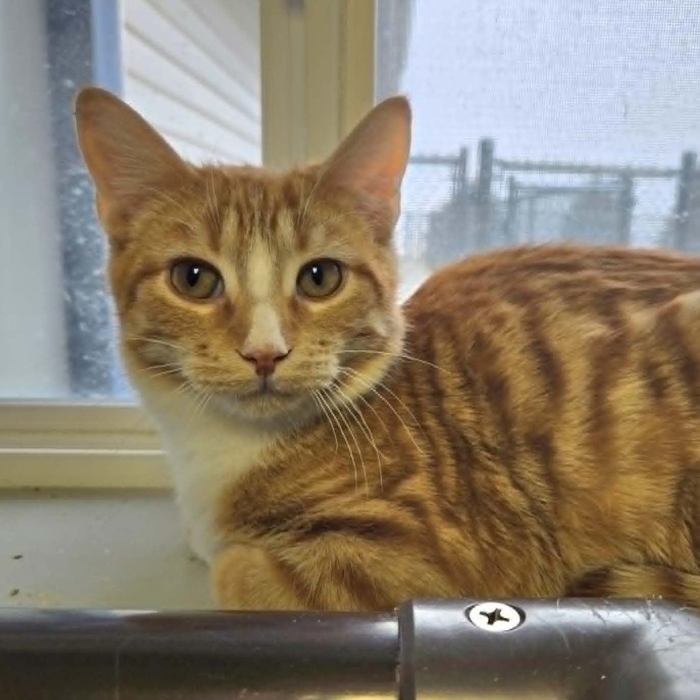 Lentil, a ADOPTABLE Domestic Short Hair in Watertown, WI image 2/2