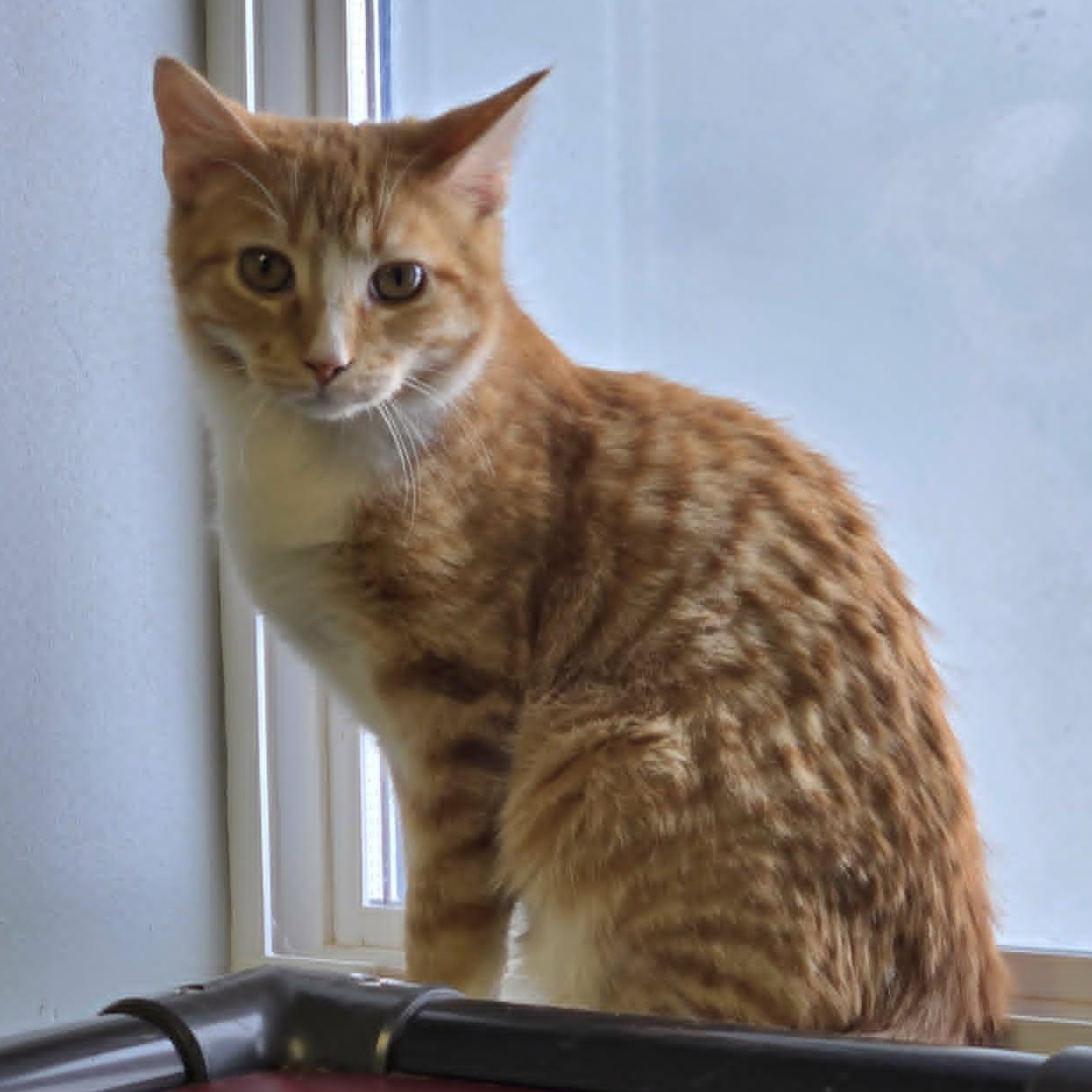 Lentil, a ADOPTABLE Domestic Short Hair in Watertown, WI image 1/2