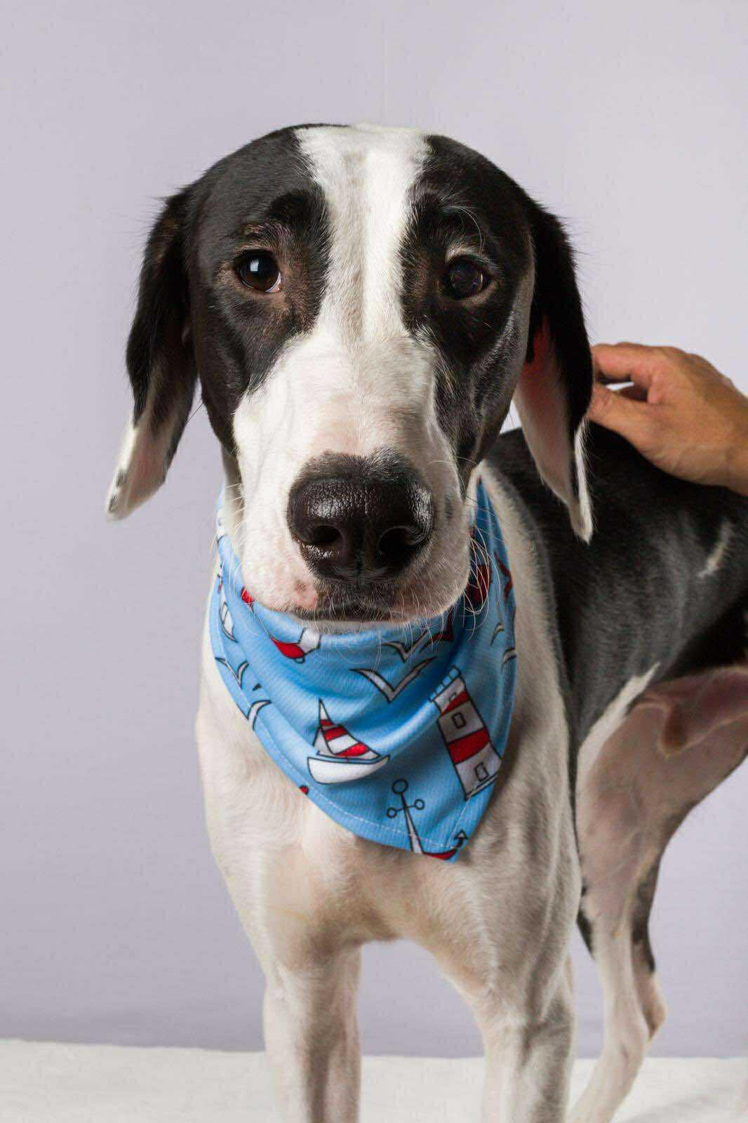 Momo, ADOPTABLE, Young Male Saluki.