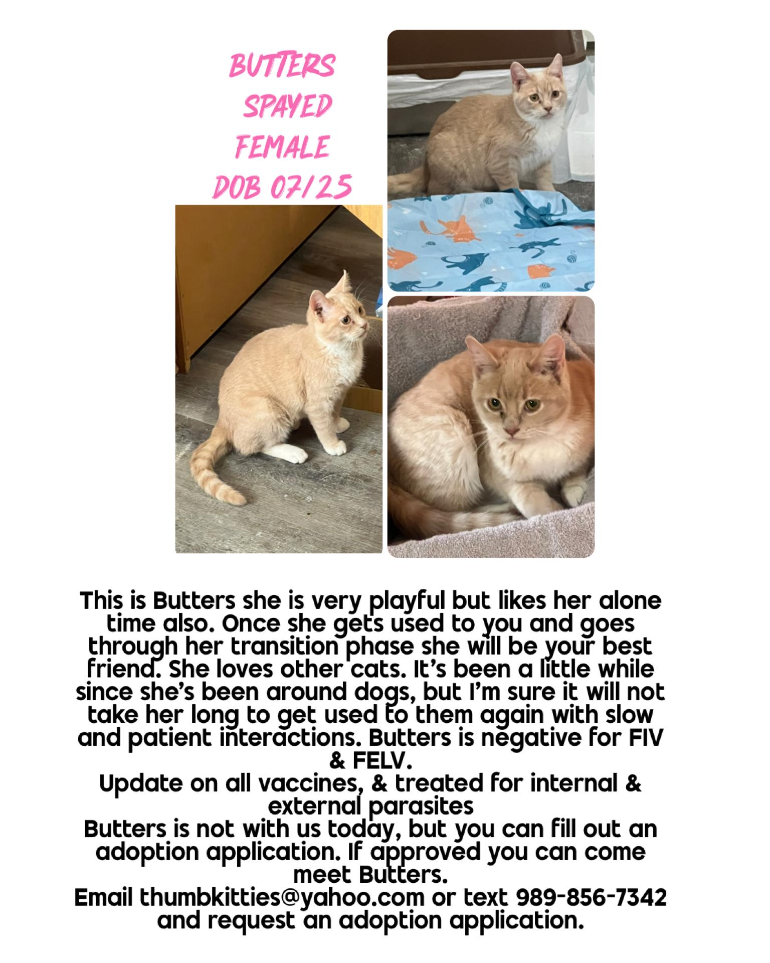 Enlarge Butters, an adoptable Domestic Short Hair in Caseville, MI image 1/1