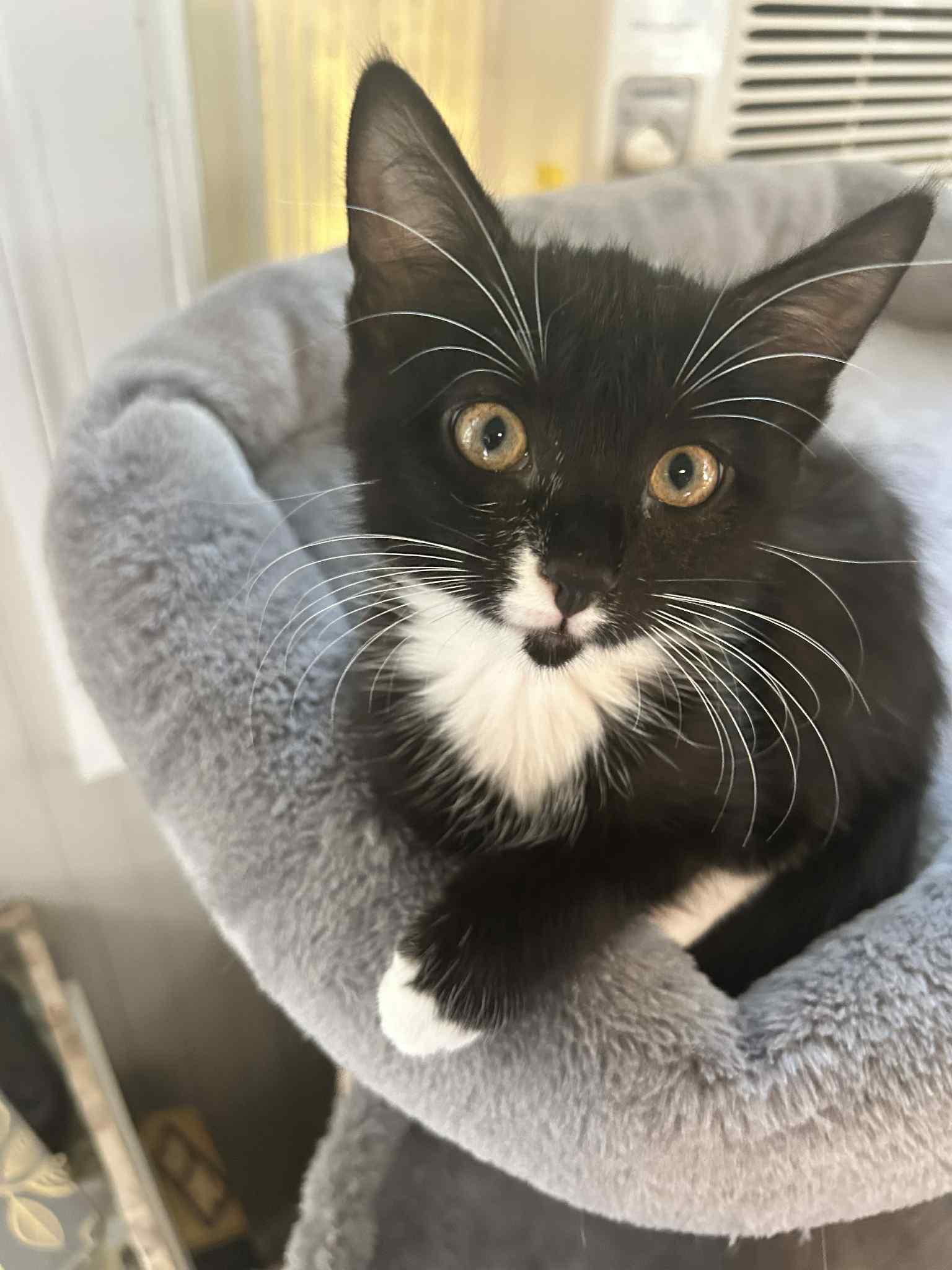 Enlarge Asoka, a Adoptable Domestic Short Hair in Mount Pleasant, SC image 1/3