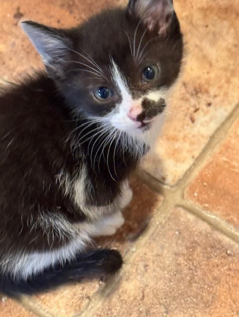 Enlarge Radcliff, a Adoptable Domestic Short Hair in Lafayette, LA image 1/2