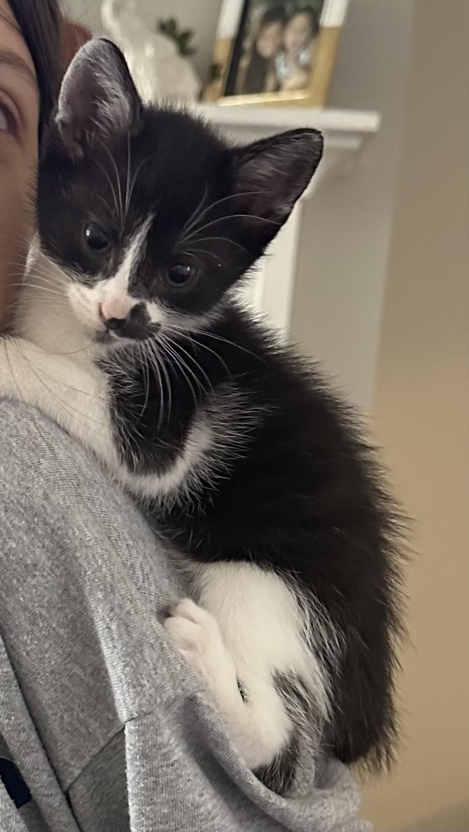 Enlarge Radcliff, a Adoptable Domestic Short Hair in Lafayette, LA image 2/2