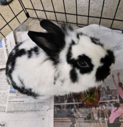 Frog, Adoptable, Baby Male Bunny Rabbit & Bunny Rabbit.