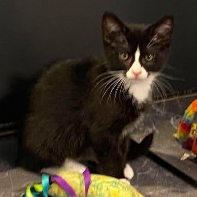 CHUNGUS, a Adoptable Domestic Short Hair in Campbell River, BC image 2/5