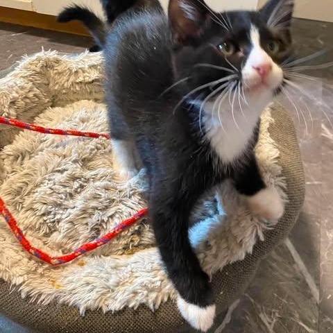 CHUNGUS, a Adoptable Domestic Short Hair in Campbell River, BC image 4/5