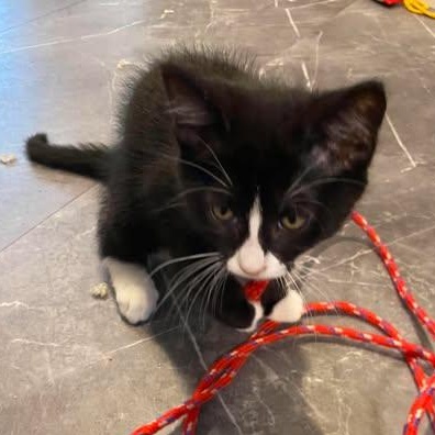 CHUNGUS, a Adoptable Domestic Short Hair in Campbell River, BC image 5/5