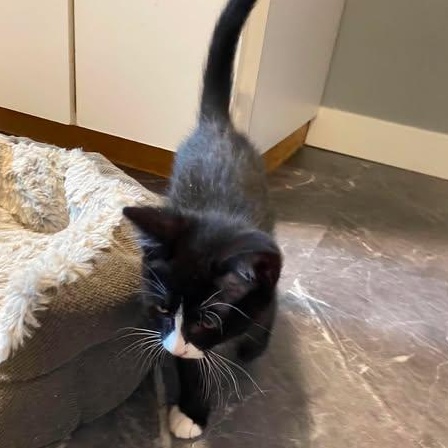 CHUNGUS, a Adoptable Domestic Short Hair in Campbell River, BC image 3/5