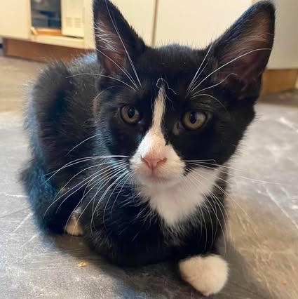 CHUNGUS, Adoptable, Kitten Male Domestic Short Hair.