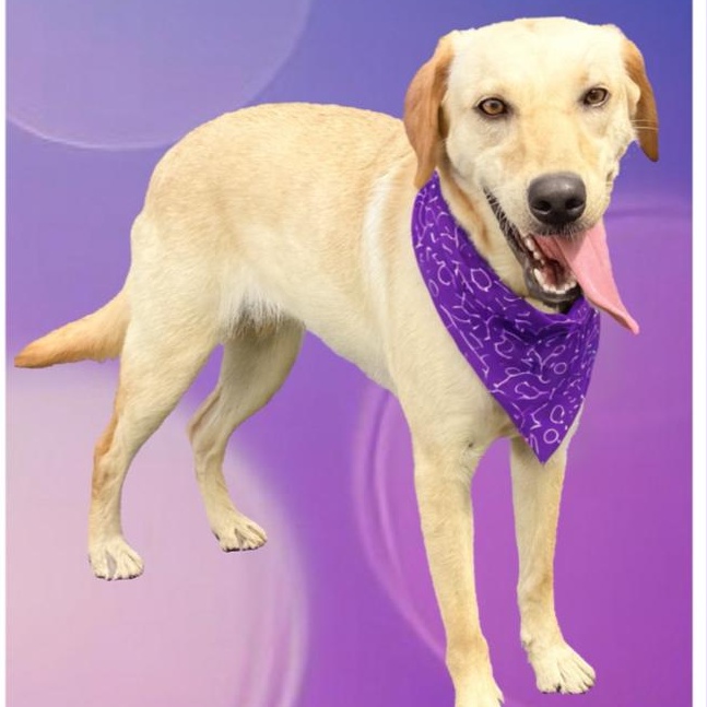 Timber, Adoptable, Adult Female Golden Retriever & Yellow Labrador Retriever.