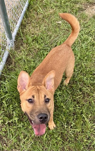 Enlarge TILLY, a Adoptable mixed breed in Kalamazoo, MI image 1/1