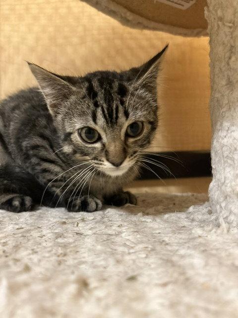 Lil Ben, Adopted, Kitten Male Domestic Long Hair.