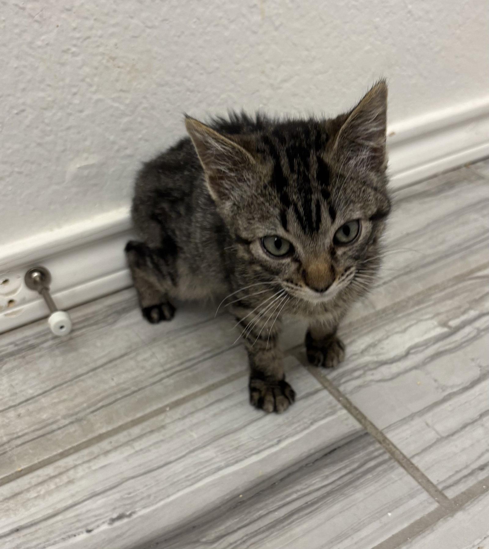 Enlarge Lil Ben, a Adopted Domestic Long Hair in Rowlett, TX image 3/3