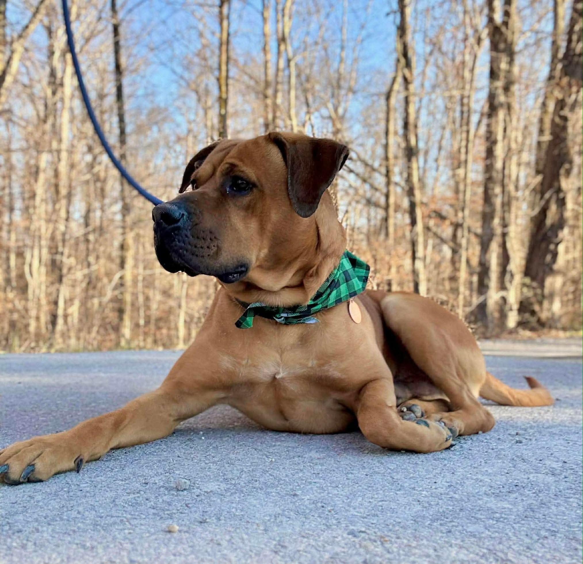 Enlarge WALLY, a ADOPTABLE mixed breed in Waverly, TN image 3/4