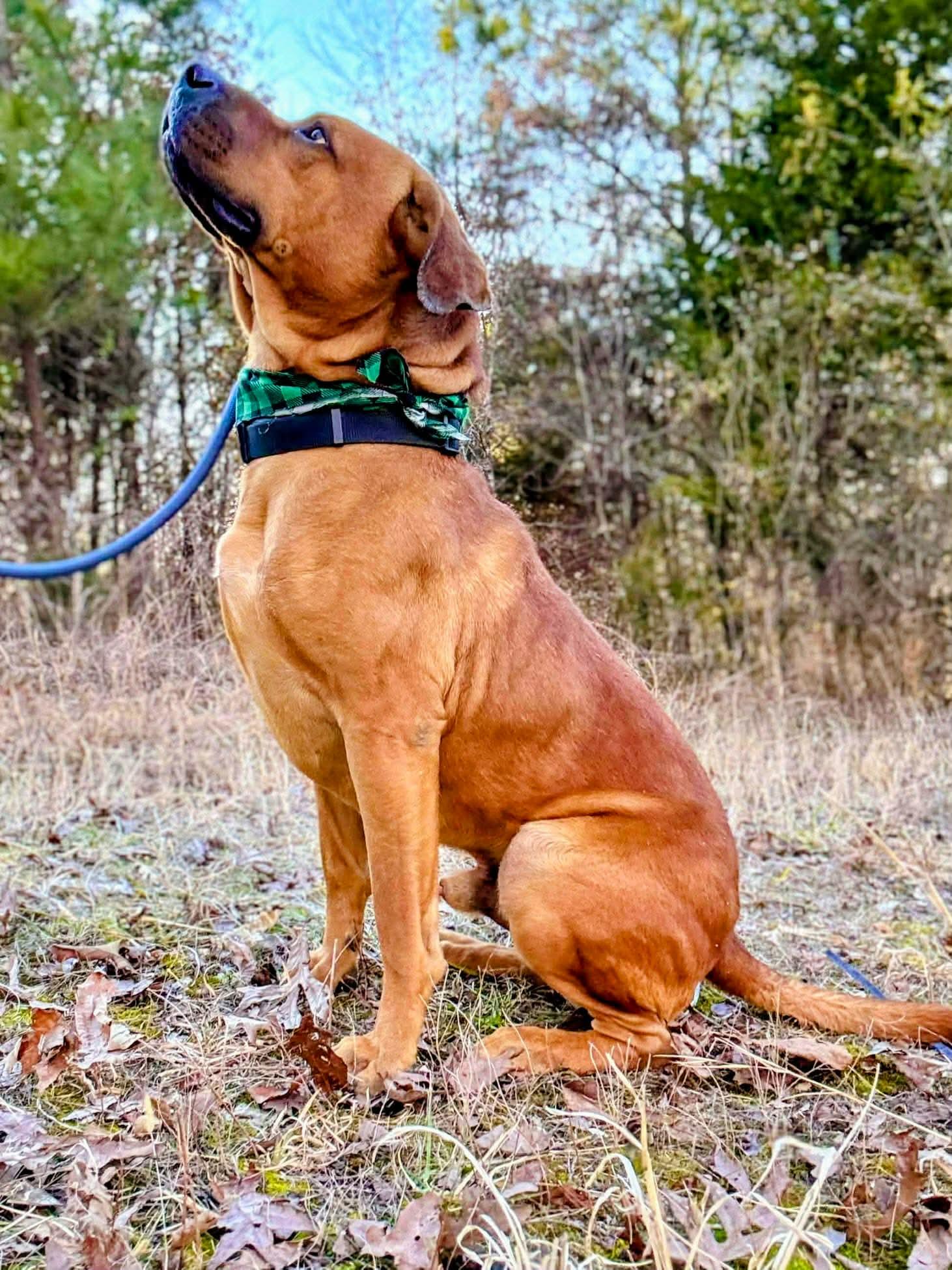 WALLY, ADOPTABLE, Adult Male Terrier.