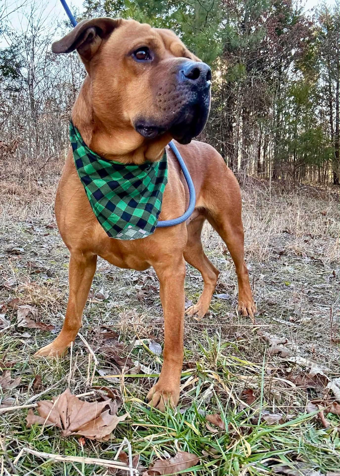 Enlarge WALLY, a ADOPTABLE mixed breed in Waverly, TN image 4/4