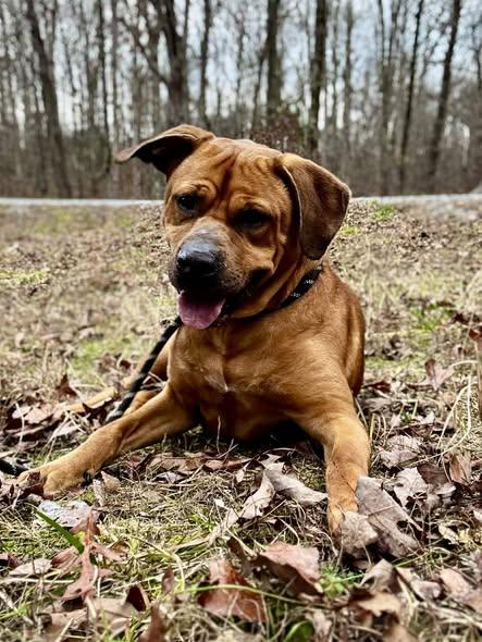 Enlarge WALLY, a ADOPTABLE mixed breed in Waverly, TN image 2/3
