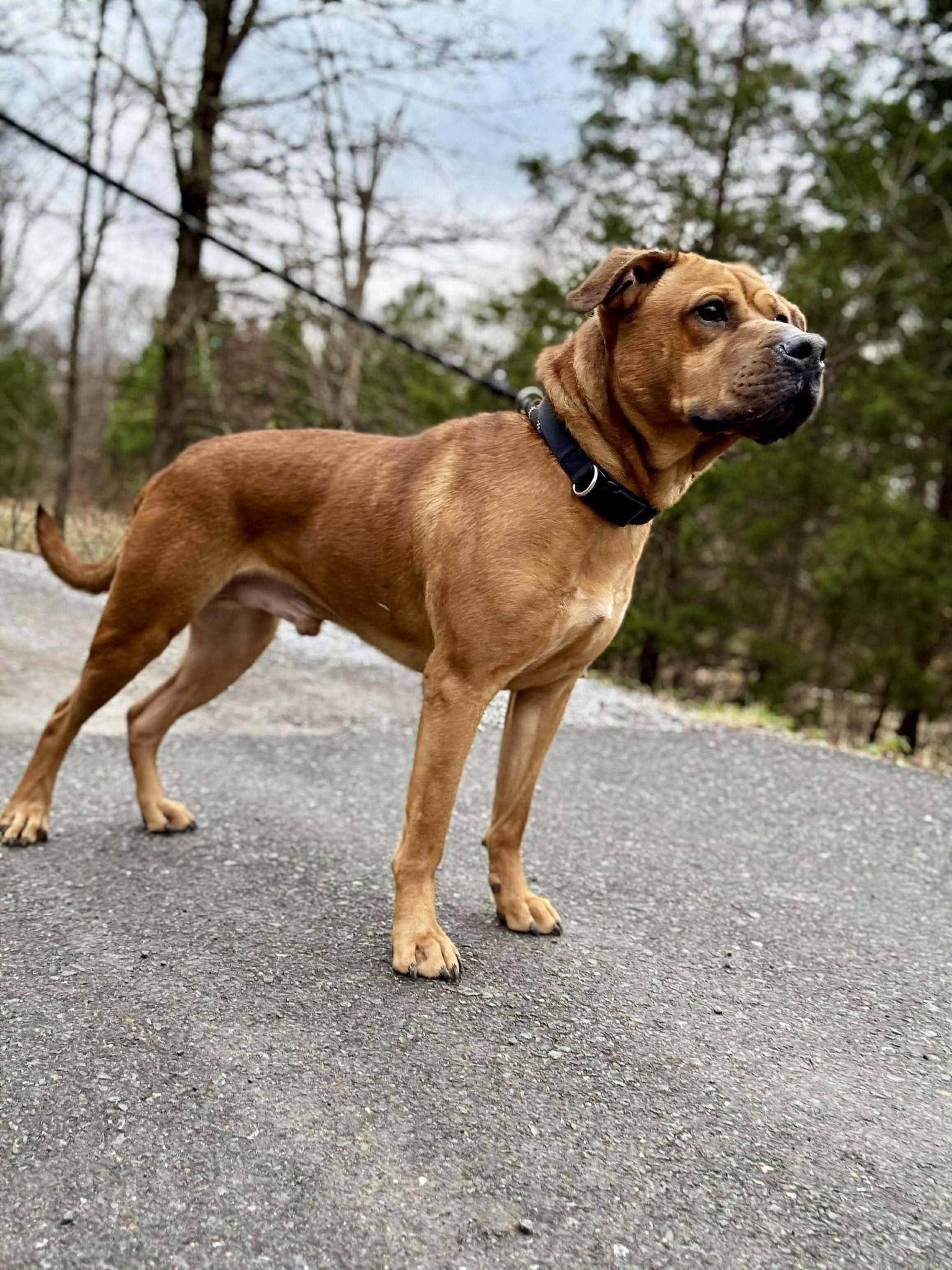 Enlarge WALLY, a ADOPTABLE mixed breed in Waverly, TN image 3/3