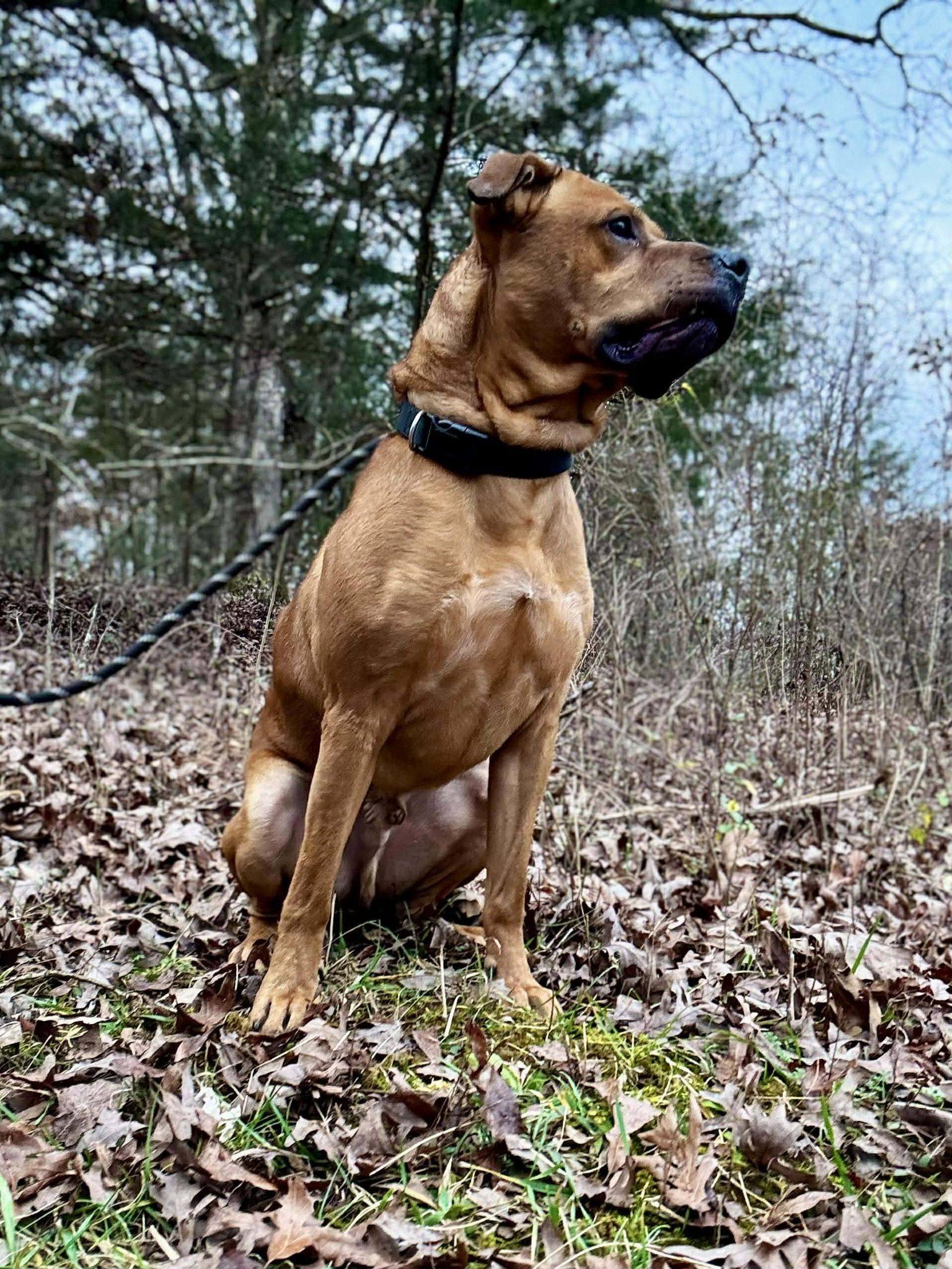 Enlarge WALLY, a ADOPTABLE mixed breed in Waverly, TN image 1/3