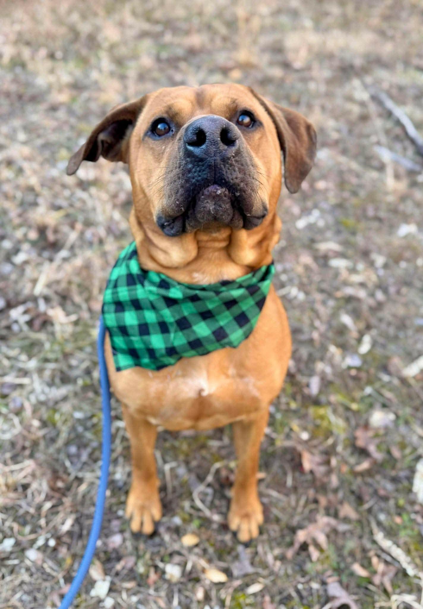 Enlarge WALLY, a ADOPTABLE mixed breed in Waverly, TN image 2/4