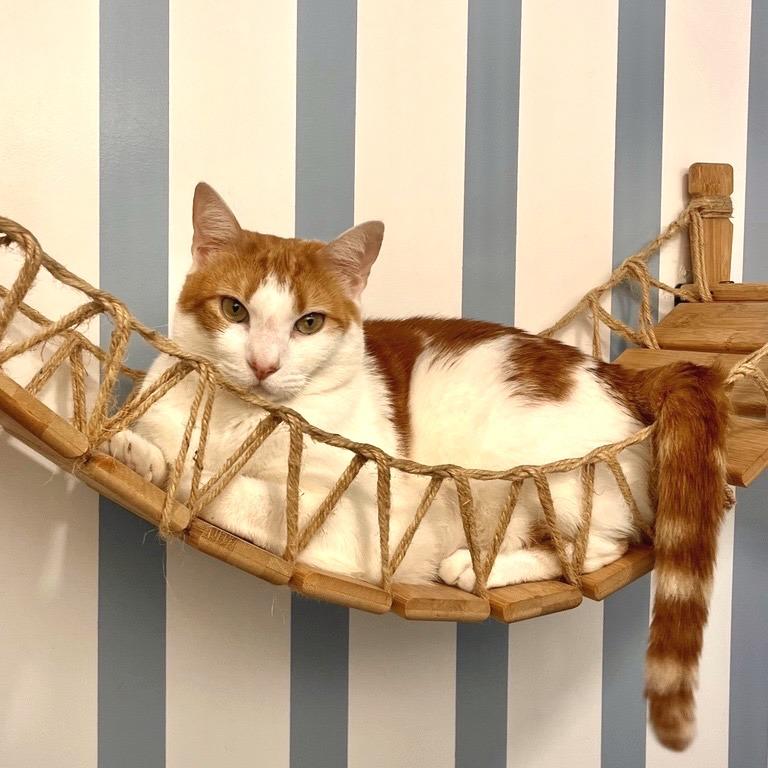 Tiny, Adoptable, Adult Male Domestic Short Hair.