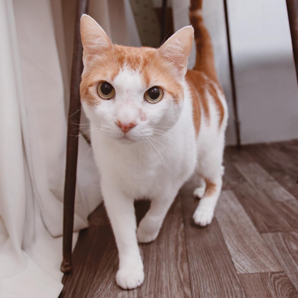Enlarge Tiny, a Adoptable Domestic Short Hair in Los Angeles, CA image 2/5