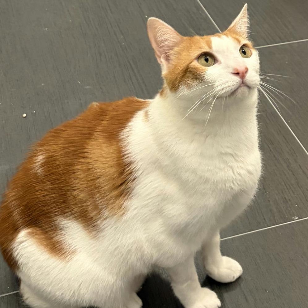 Enlarge Tiny, a Adoptable Domestic Short Hair in Los Angeles, CA image 3/5